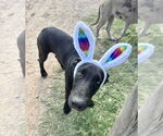 Small Great Dane Mix