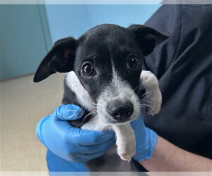 Mutt Dogs for adoption in Woodbury, NY, USA