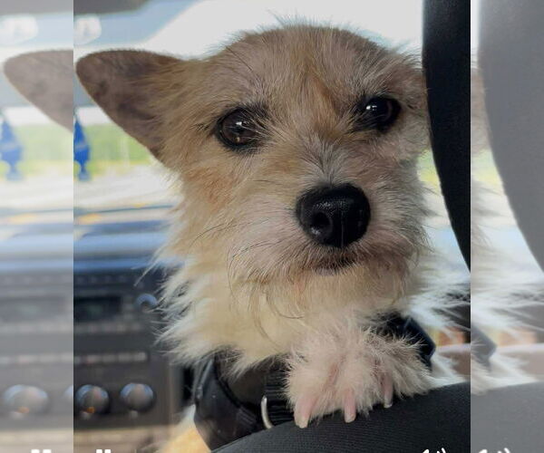 Medium Photo #4 Mutt Puppy For Sale in Lebanon, PA, USA