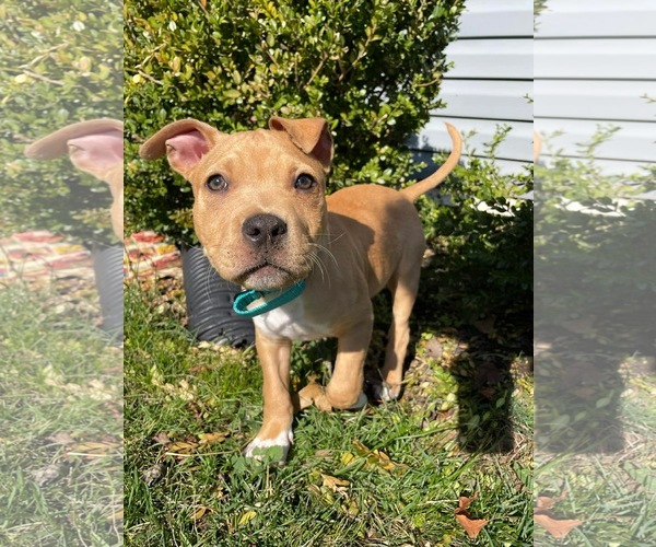 Medium Photo #9 Mutt Puppy For Sale in Derwood, MD, USA