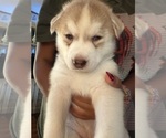 Puppy Luna Siberian Husky