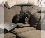 Small #3 American Staffordshire Terrier-Boxer Mix