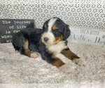 Small Photo #23 Bernedoodle Puppy For Sale in COLORADO SPRINGS, CO, USA
