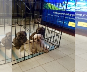 Shih Tzu Puppy for sale in HAYWARD, CA, USA