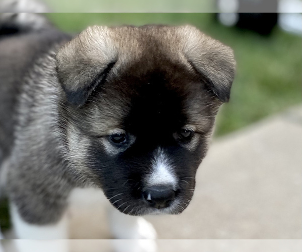 Medium Photo #4 Akita Puppy For Sale in GREELEY, CO, USA