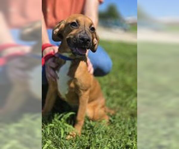Medium Photo #2 Pointer-Unknown Mix Puppy For Sale in Oskaloosa, IA, USA
