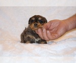 Small #3 Poodle (Toy)-YorkiePoo Mix