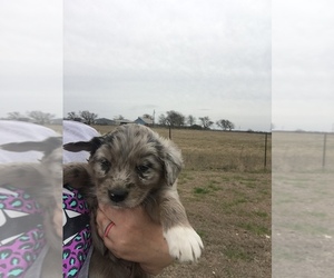 Australian Retriever Puppy for sale in HONEY GROVE, TX, USA