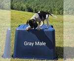 Small Photo #2 Bluetick Coonhound-Treeing Walker Coonhound Mix Puppy For Sale in WESTMINSTER, SC, USA