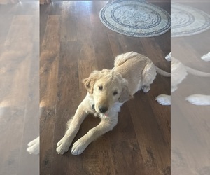 Golden Retriever Puppy for sale in MERIDEN, IA, USA