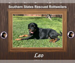 Rottweiler Dogs for adoption in White Hall, AR, USA