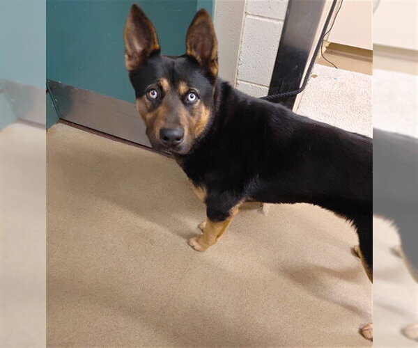 Medium Photo #1 German Shepherd Dog Puppy For Sale in Santa Maria, CA, USA