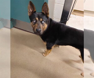 German Shepherd Dog Dogs for adoption in Santa Maria, CA, USA