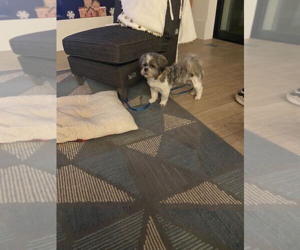 Medium Photo #3 Shih Tzu Puppy For Sale in Silver Spring, MD, USA