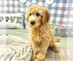 Small #1 Goldendoodle (Miniature)