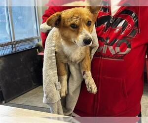 Cardigan Welsh Corgi Dogs for adoption in San Antonio, TX, USA