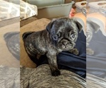 Small Photo #3 Pug Puppy For Sale in GREELEY, CO, USA