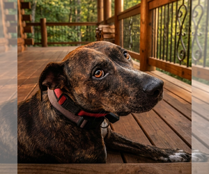 American Pit Bull Terrier-Unknown Mix Dogs for adoption in Vail, AZ, USA