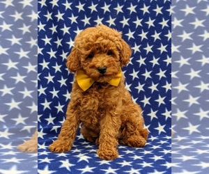 Poodle (Miniature) Puppy for sale in OXFORD, PA, USA