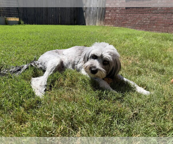 Medium Photo #4 Mutt Puppy For Sale in Boston, MA, USA