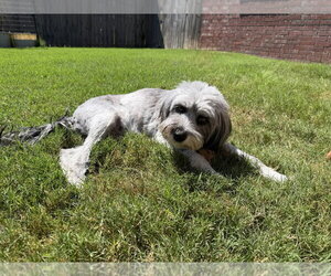 Marlene Bear - Female Mutt Dog for Adoption - Photo #4