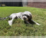 Small Photo #4 Mutt Puppy For Sale in Boston, MA, USA