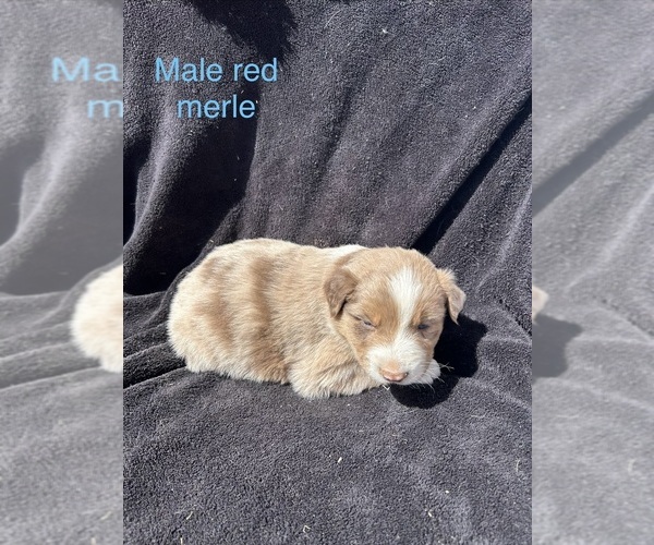 Medium Photo #14 Australian Shepherd Puppy For Sale in COTOPAXI, CO, USA