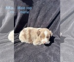 Small #13 Australian Shepherd