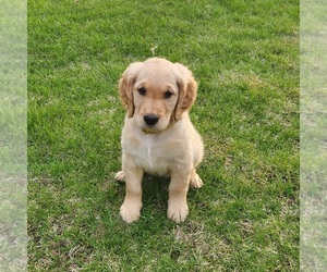 Golden Retriever Puppy for sale in THOMASTON, ME, USA