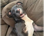 Small #3 American Pit Bull Terrier Mix
