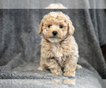 Small #1 Bichpoo