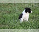 Small Photo #15 Border Collie Puppy For Sale in BLOOMINGTON, WI, USA