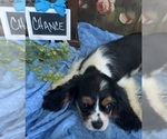 Small #3 Cavalier King Charles Spaniel
