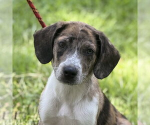 Beagle Dogs for adoption in Yardley, PA, USA