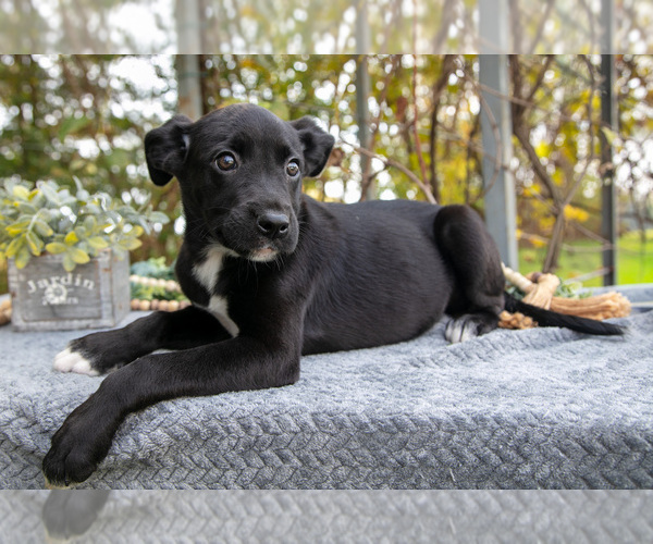 Medium Photo #2 Border Collie-Boxer Mix Puppy For Sale in MILLERSBURG, IN, USA