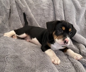Medium Bernedoodle-French Bulldog Mix