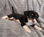 Puppy Puppy 6 Bernedoodle-French Bulldog Mix