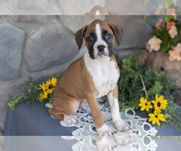 Medium Photo #1 Boxer Puppy For Sale in SHILOH, OH, USA
