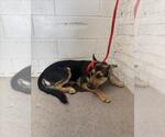 Small German Shepherd Dog