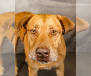 Mutt Dogs for adoption in Clinton, OK, USA