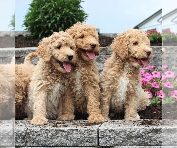 Medium Photo #2 Goldendoodle-Poodle (Standard) Mix Puppy For Sale in HONEY BROOK, PA, USA