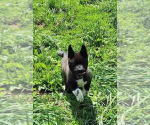 Akita Puppy for sale in NORTH LEWISBURG, OH, USA