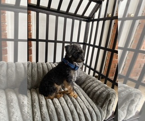 Father of the YorkiePoo puppies born on 05/06/2025