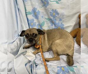 Pug-Unknown Mix Dogs for adoption in Modesto, CA, USA