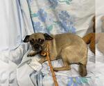 Small Pug Mix