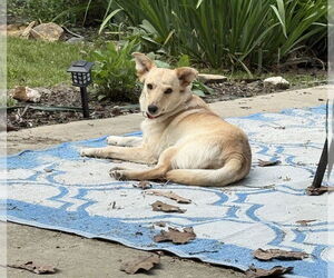 Collie-Unknown Mix Dogs for adoption in Boston, MA, USA