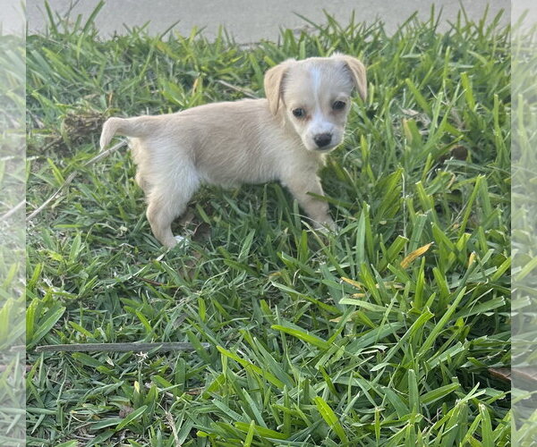 Medium Photo #1 Chihuahua-Unknown Mix Puppy For Sale in Valrico, FL, USA