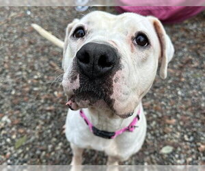 Boxer-Unknown Mix Dogs for adoption in Anchorage, AK, USA
