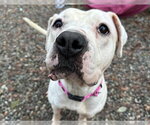 KATY PAWRY - Female Boxer-Unknown Mix Dog for Adoption - Small photo