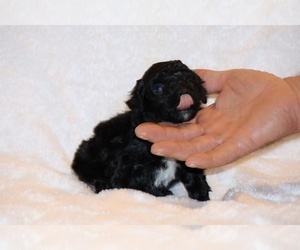 Poodle (Toy) Puppy for sale in DYERSBURG, TN, USA